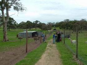 Avenue Emus - Tourism Brisbane 0