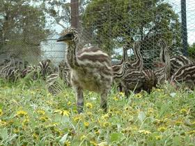 Avenue Emus - Tourism Brisbane 1