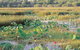 Fogg Dam Conservation Reserve - thumb 0