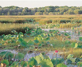 Fogg Dam Conservation Reserve - Tourism Brisbane 0