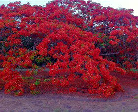 George Brown Darwin Botanic Gardens - Tourism Brisbane 1