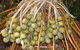 George Brown Darwin Botanic Gardens - thumb 7
