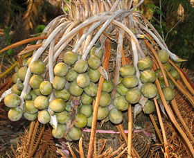 George Brown Darwin Botanic Gardens - Tourism Brisbane 7