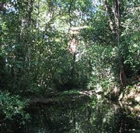 Wabunga Wayemba Charmillan Creek walking track - Tourism Brisbane