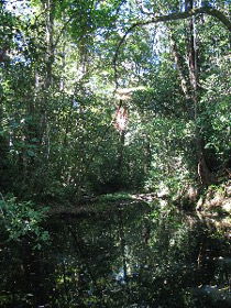 Misty Mountains Wilderness Walking Tracks - Tourism Brisbane 0