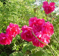 Bishop's Lodge Historic House and Heritage Rose Garden - Brisbane Tourism