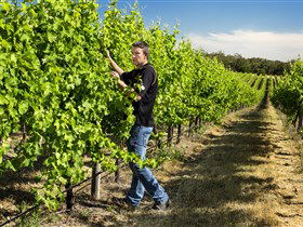 Patrick Of Coonawarra - Brisbane Tourism 0