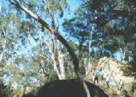 Dorodong ACT Tourism Brisbane