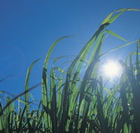 Australian Sugar Industry Museum - Tourism Brisbane