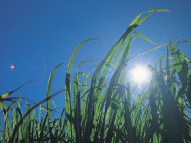 Australian Sugar Industry Museum - Tourism Brisbane 0