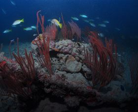 Lady Bowen Dive Site - Brisbane 4u 3