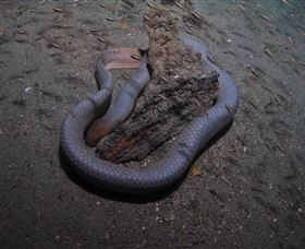 Lady Bowen Dive Site - Brisbane 4u 2