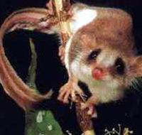 Carrowong Fauna Sanctuary - Tourism Brisbane