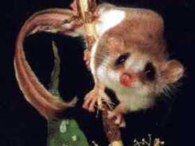 Carrowong Fauna Sanctuary - Tourism Brisbane 0