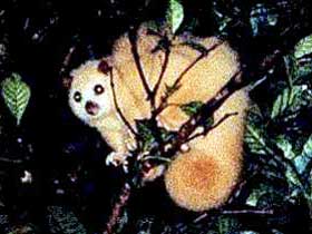 Carrowong Fauna Sanctuary - Tourism Brisbane 1