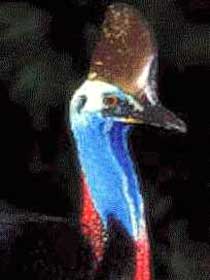 Carrowong Fauna Sanctuary - Tourism Brisbane 2