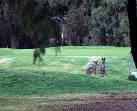 Deniliquin Golf Club - Brisbane Tourism 2