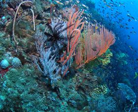 SS Yongala Dive Site - Tourism Brisbane 0