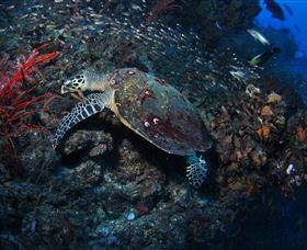 SS Yongala Dive Site - Tourism Brisbane 3