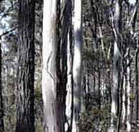 Kooyoora State Park - Brisbane 4u