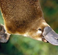 Eungella National Park - Brisbane Tourism
