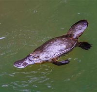 Platypus Viewing at Broken River - Brisbane Tourism