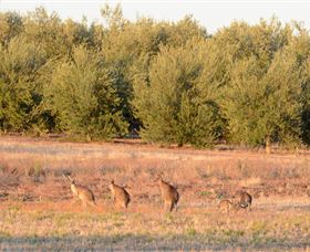 Yarrow Park - Tourism Brisbane 4
