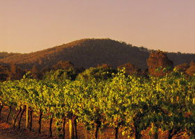 Taltarni Vineyards - Tourism Brisbane 0