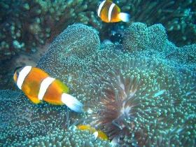 Davies Reef Dive Site - Tourism Brisbane 0