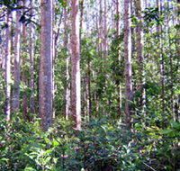 Cathu State Forest - Tourism Brisbane