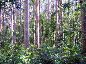 Cathu State Forest - Brisbane Tourism 0