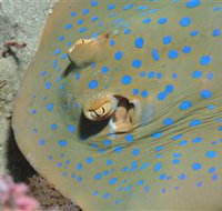 Jorgey's Patch Dive Site - Brisbane Tourism
