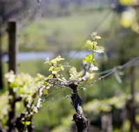 Mountainside Wines - Tourism Brisbane