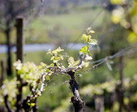 Mountainside Wines - Brisbane Tourism 0