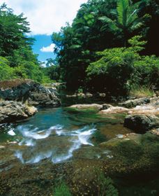 Cedar Creek Falls - Tourism Brisbane 1