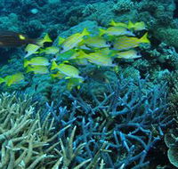 Castle Rock Dive Site - Tourism Brisbane
