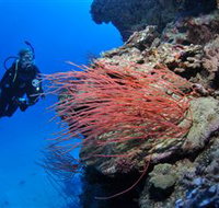 Three Sisters Dive Site - Brisbane Tourism