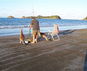 Halliday Bay QLD Tourism Brisbane