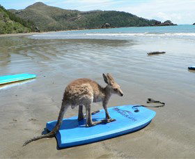 Cape Hillsborough National Park - Tourism Brisbane 1