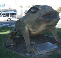 Big Cane Toad - Tourism Brisbane