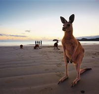 Wallabies on the Beach at Cape Hillsborough - Tourism Brisbane