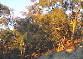 Mount Alexander Regional Park - Brisbane Tourism 0