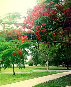 Gooseponds, North Mackay - Tourism Brisbane 1