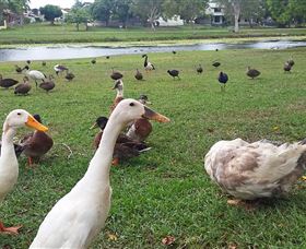 Gooseponds, North Mackay - Tourism Brisbane 2