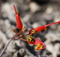 Fitzgerald Biosphere