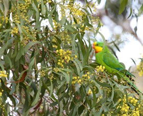 Savernake Day Tours - Tourism Brisbane 3