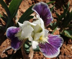 Sunshine Iris Nursery - Brisbane Tourism 0