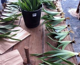 Sunshine Iris Nursery - Brisbane Tourism 2