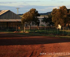 Sunshine Iris Nursery - Brisbane Tourism 1