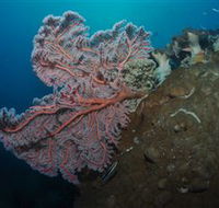 Luncheon Bay Dive Site - Tourism Brisbane